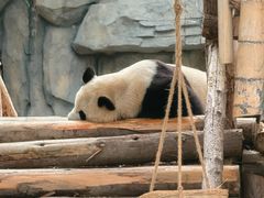 -泉州海丝野生动物世界