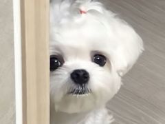 -DQ·蛋糕·冰淇淋(虹口龙之梦店)