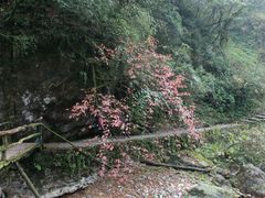 -西岭雪山大飞水景区