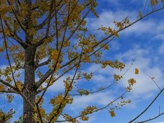 -重庆中央公园(渝北区)