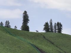 -新疆那拉提国家旅游度假区