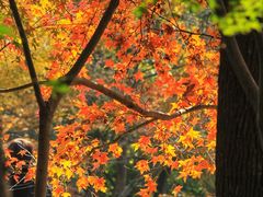 -上海共青森林公园