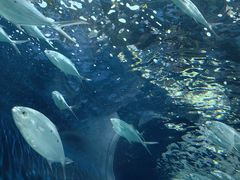 -上海海洋水族馆