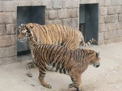 -北京野生动物园