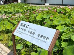 -白洋淀风景区