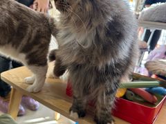 -平行世界·猫咖(首经贸店)