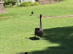 -墨尔本皇家植物园