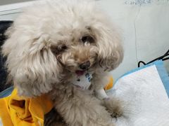 -达爱动物医院·犬猫分区·CT·复杂眼科(远洋山水分院)