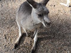 -费瑟代尔野生动物园