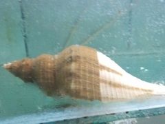 android_upload_pic-浪琴湾尾角仔海鲜坊