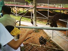 -西霞口神雕山野生动物世界