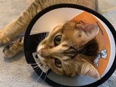 -创凡宠物医院·骨专科  猫科中心(西乡分院)