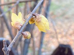 -新虹桥中心花园