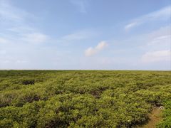 -北海金海湾红树林生态旅游区