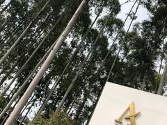 -桉树林A coffee 森林餐厅(三圣乡店)