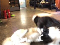 -百好乐宠物友好餐厅(朝外大街店)