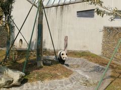 -卧龙中华大熊猫苑神树坪基地
