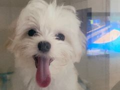 -momokira米努特·德文卷毛猫·棉花面纱犬