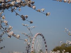 -顾村公园