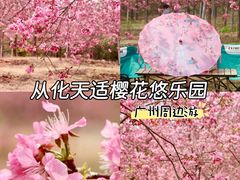 -天适樱花悠乐园