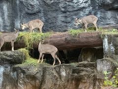 -清迈夜间动物园