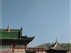 -塔尔寺菩提树