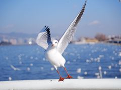 -海埂大坝
