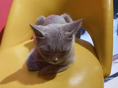 -猫色咖啡·猫咖