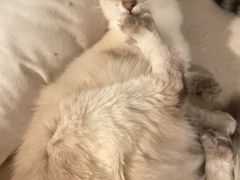 -Cappucimeow猫咪咖啡馆(韦伯时代店)