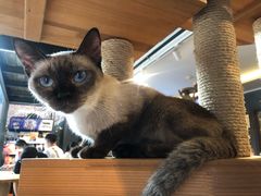 -more than meow吴止猫主题餐厅(承德 中船汇店)