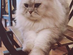 -猫友咖啡店(玉林西路店)
