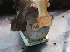 -可心烤鱼