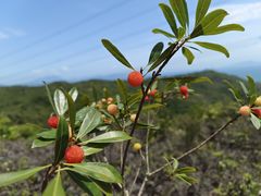 -玫瑰海岸文化旅游度假区