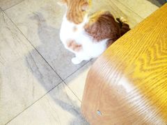 -猫咖时代(中山亭店)