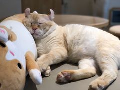 -猫腻·猫咖·撸猫馆(星光大道店)