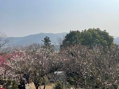 -香雪海