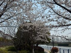-高东镇樱花园