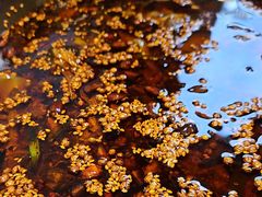 -胖子鱼·天水麻辣鱼火锅(秦州407店)