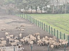 -溱湖国家湿地公园