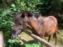 -海南热带野生动植物园