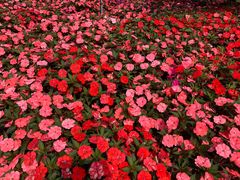 -松山湖梦幻百花洲