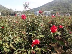 -亚龙湾国际玫瑰谷