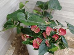 -诺贝尔一诺口腔医院(雁塔院区)