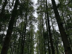-东平国家森林公园