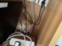 -瑞鹏宠物医院(大运分院)