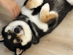 -柴迷FANS CLUB·柴犬狗咖·猫咖