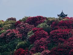 -贵州百里杜鹃风景名胜区