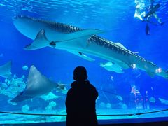 -烟台海昌鲸鲨海洋公园