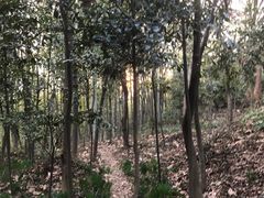 -上海佘山国家森林公园天马山园