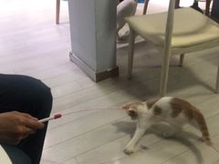 -喵的天空名猫咖啡馆·撸猫·猫舍·用品